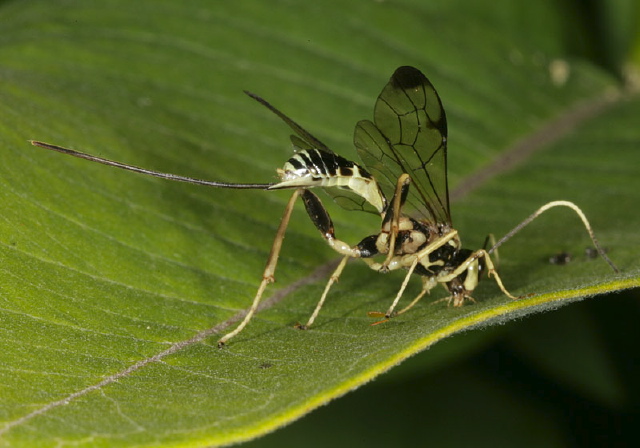 Arotes sp. Ichneumonidae